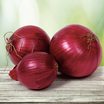 Лук-севок Кармен МС