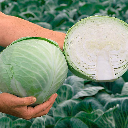 Фото Капуста белокочанная Анкома F1 16шт