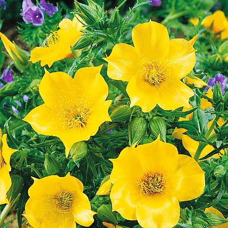 Фото Ментцелия Линдлея