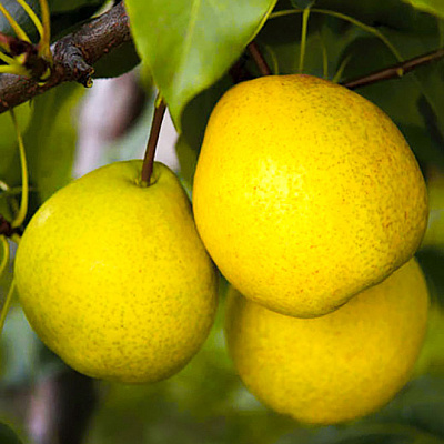 Груша Ларинская