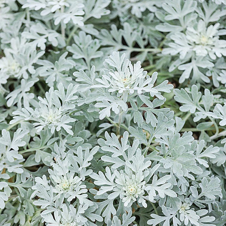 Фото Полынь Стеллера