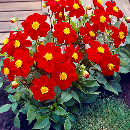 Фото Георгин Миньон Ред