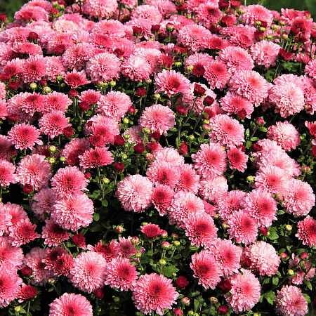 Фото Хризантема мультифлора Молфетта Пинк