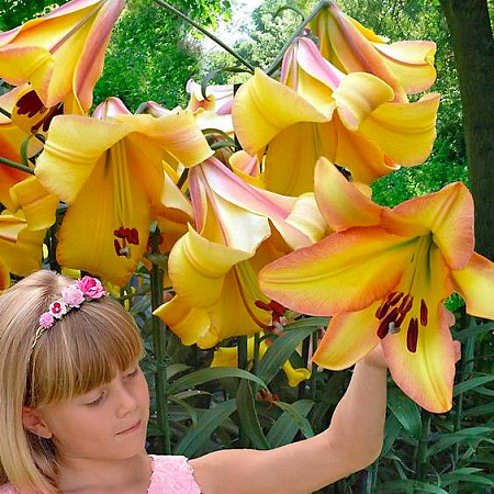 Фото Лилия ОТ-гибрид Райзинг Мун