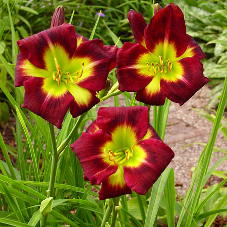 Фото Лилейник Найт Бикон