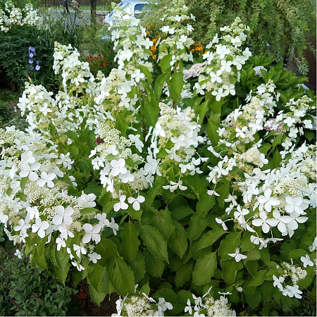 Фото Гортензия Левана