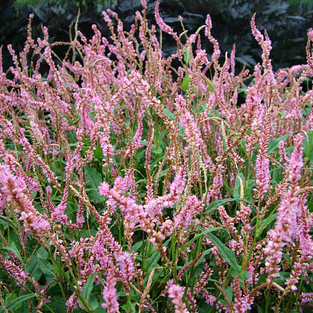 Фото Горец стеблеобъемлющий Пинк Элефант