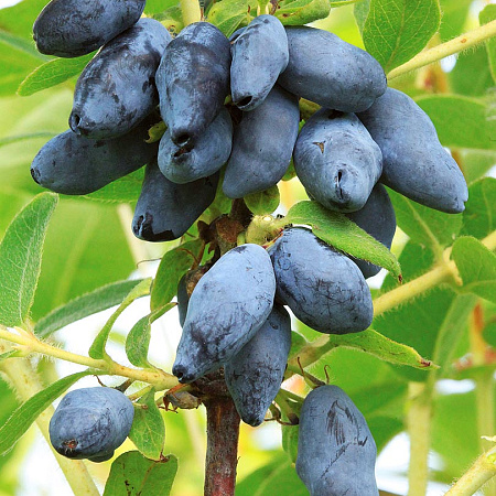 Фото Жимолость Югана