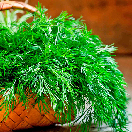 Фото Укроп Аллигатор