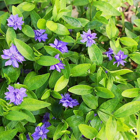 Фото Барвинок малый Плена