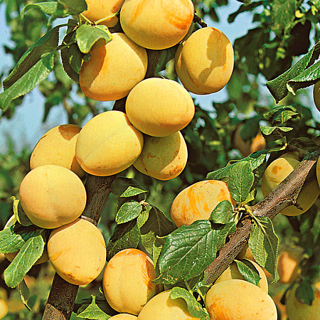 Фото Слива Вика