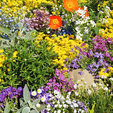 Фото Набор многолетников для альпинариев