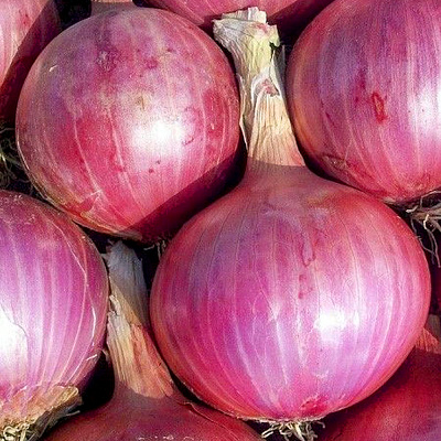 Лук-севок Розанна