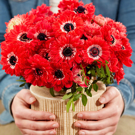 Фото Ветреница (анемона) корончатая Фуллстар Ред