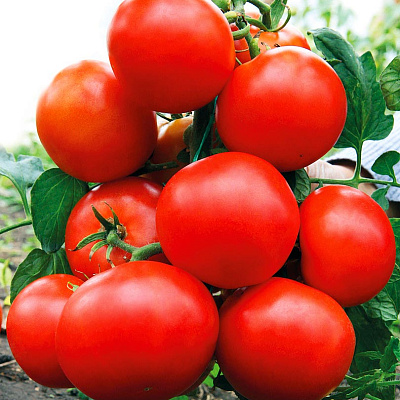 Помидор Сочельник F1