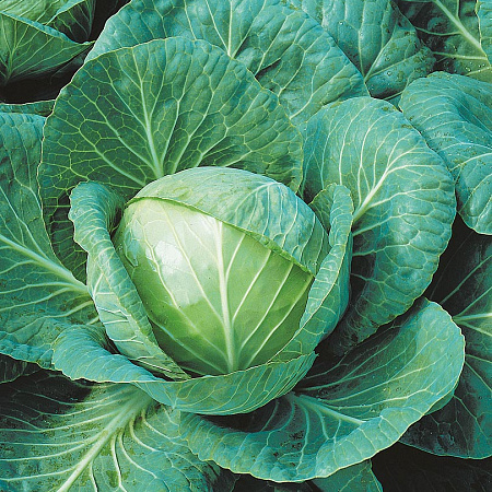Фото Капуста белокочанная Орион F1