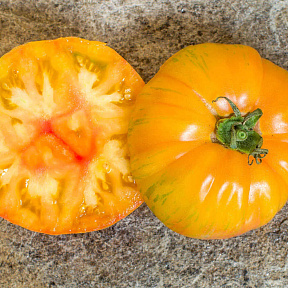 Помидор Корифей