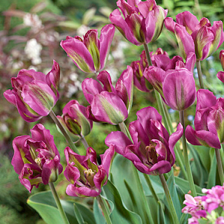 Фото Тюльпан зеленоцветный Найт Райдер