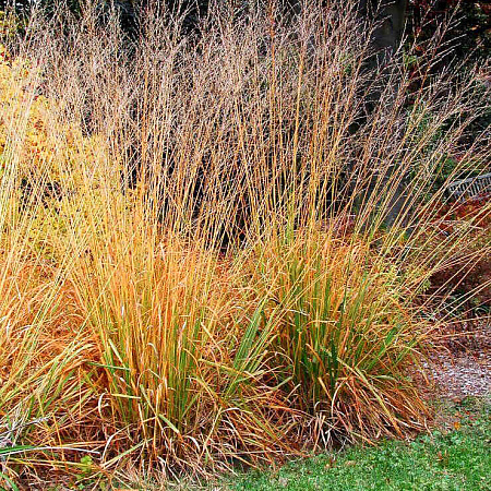 Фото Молиния тростниковая Скайрейсер