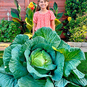 Капуста белокочанная Эверест F1