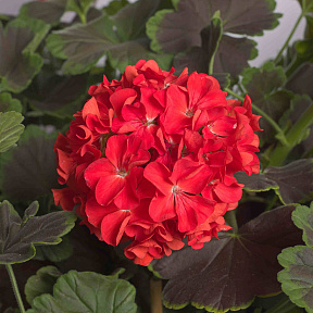 Герань Ночь Скарлетт