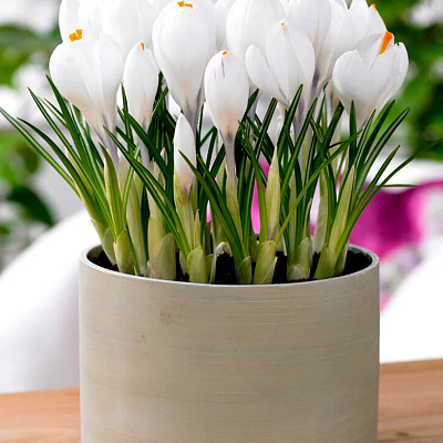 Крокус Жанна д'Арк