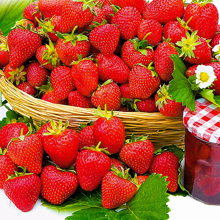 Фото Земляника садовая Сельва