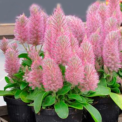 Птилотус Джой