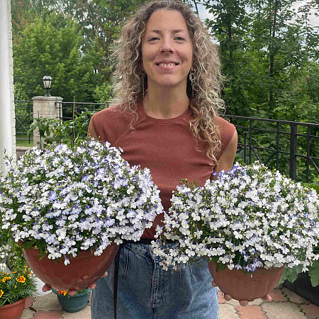 Фото Лобелия Регата Блю Сплэш