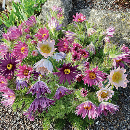 Фото Прострел обыкновенный Прима