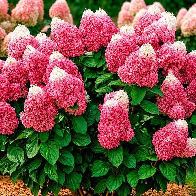 Фото Гортензия метельчатая Ред Вельвет