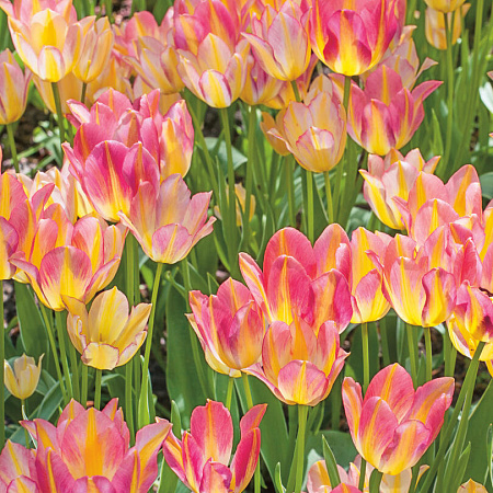 Фото Тюльпан Антуанетта