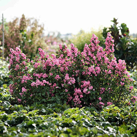 Фото Снежноягодник Мэджикал Пинк Кошен