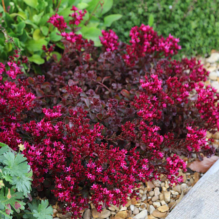 Фото Седум Вуду