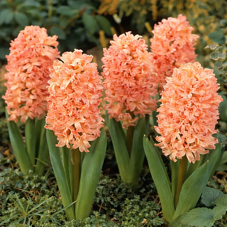 Фото Гиацинт Джипси Квин