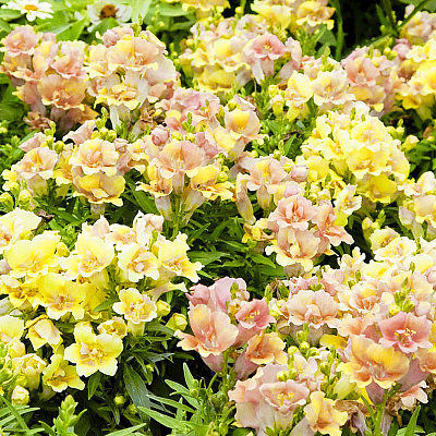 Львиный зев Близнецы Персиковый