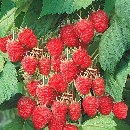 Фото Малина Турмалин