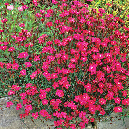 Фото Гвоздика травянка