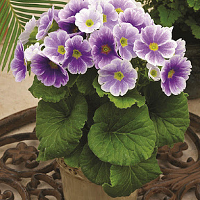 Примула Либре пикоти Голубая