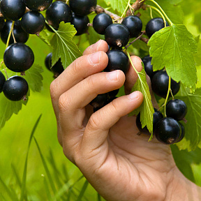 Смородина Пигмей