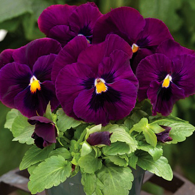 Виола Мамонт Роки Роуз