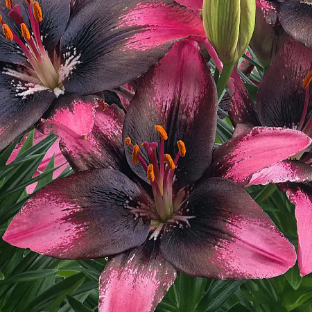 Фото Лилия азиатская горшечная Тренди Санто Доминго