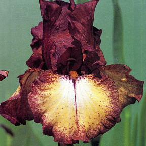 Ирис бородатый Бургунди Браун