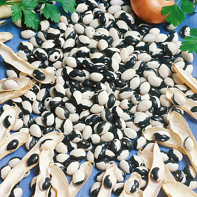 Фасоль Далматин