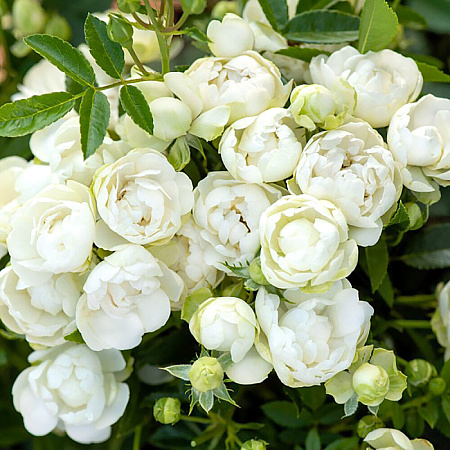 Фото Роза почвопокровная Вайт Морсдаг