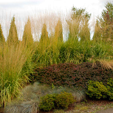 Фото Молиния тростниковая Скайрейсер