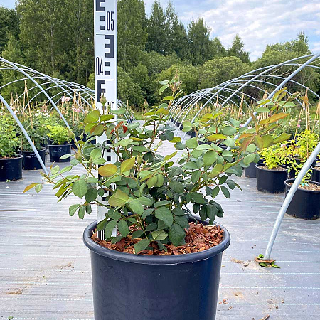 Фото Роза английская Зе Эншент Маринэ