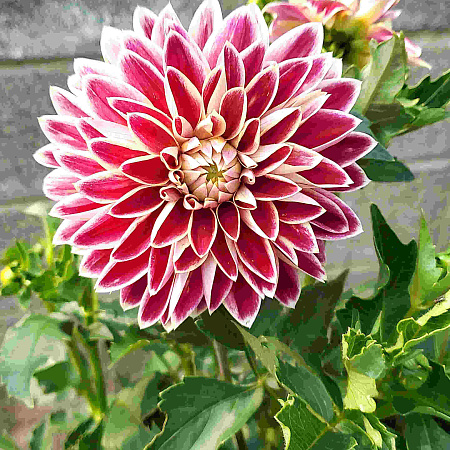 Фото Георгин декоративный Максим