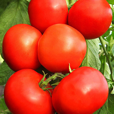 Помидор Алые паруса