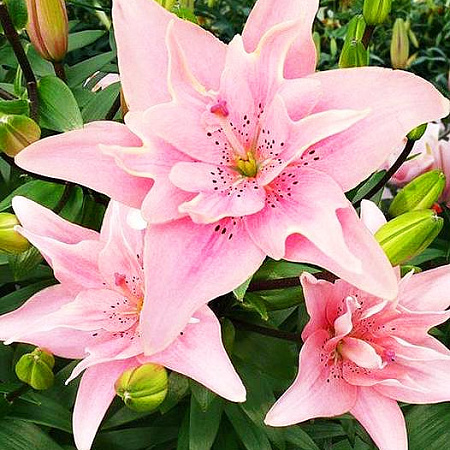 Фото Лилия махровая Элоди